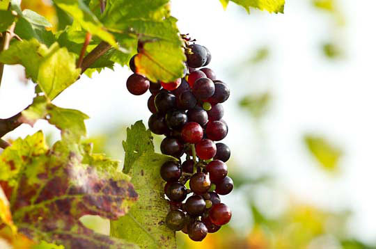 自动化部署的DDOS网页端